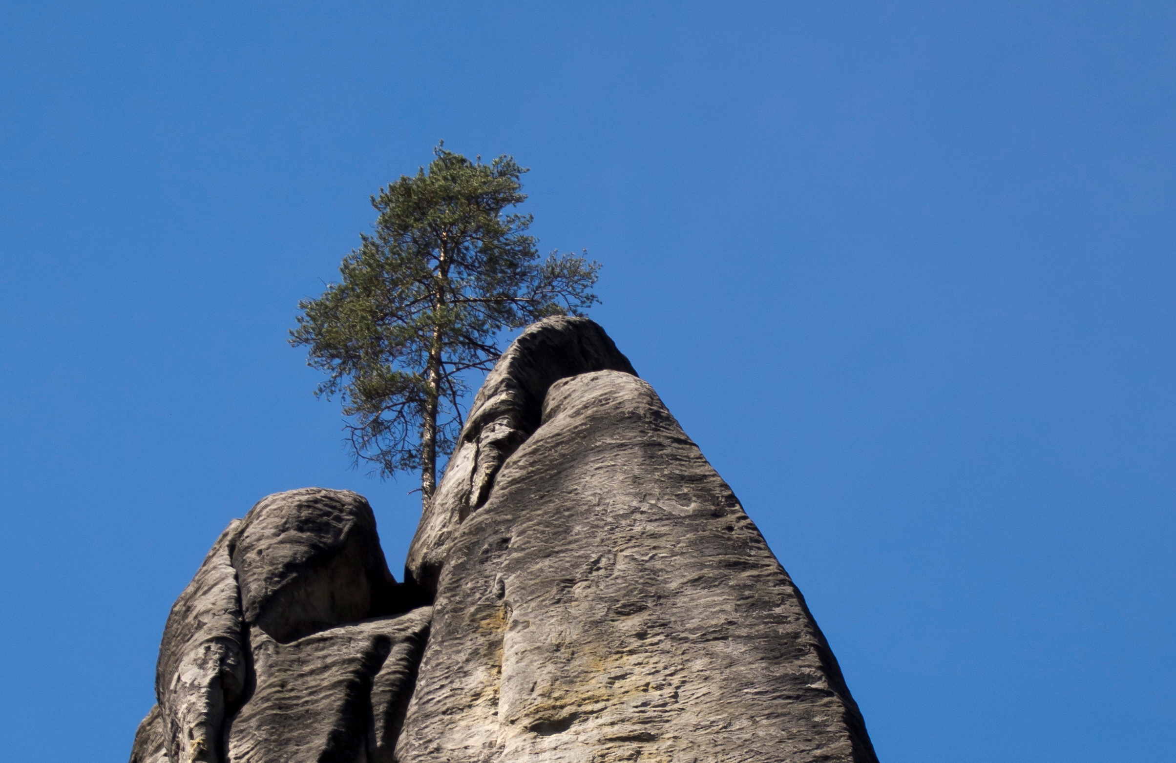 Profesionistul care isi are propria marca