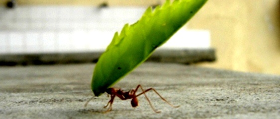 Competente dobandite... in doi timpi si trei miscari