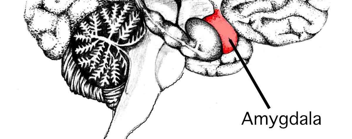 Care este stilul tău emoțional?