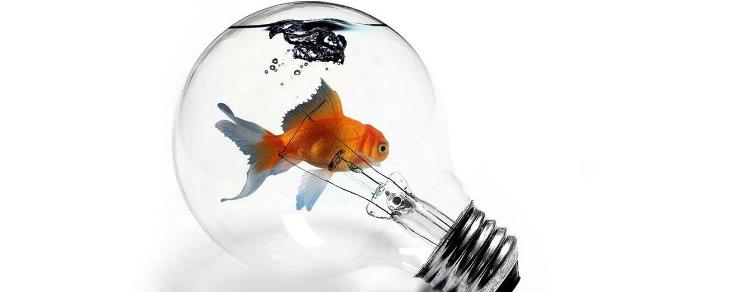 Antreprenoriat vs. intraprenoriat